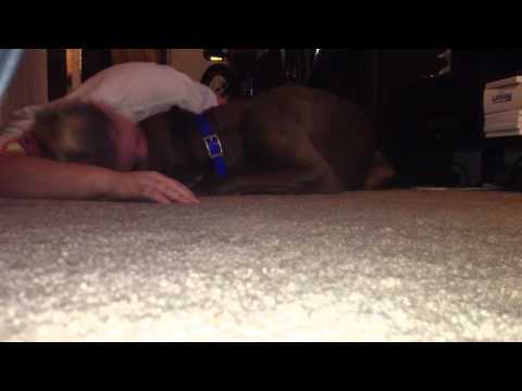 Service dog blocking
