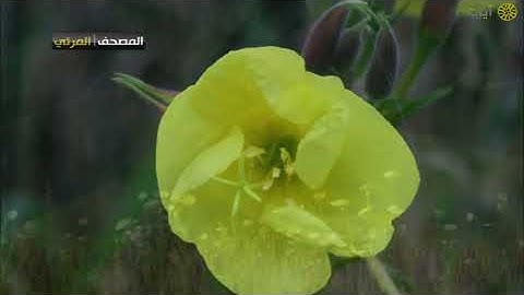 المصحف المرئي - ياسر الدوسري - ماتيسر من سورة الحجر