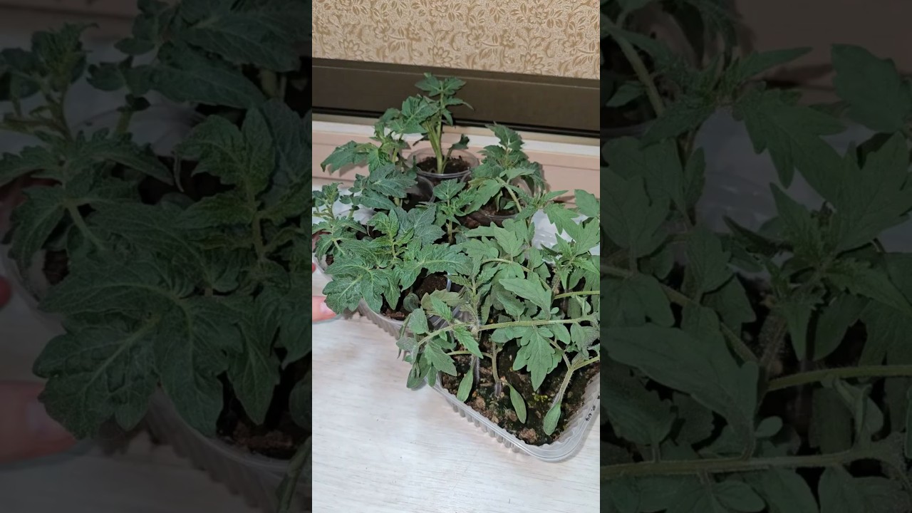 ТАКУЮ рассаду томатов хотят ВСЕ! Толстый ствол и мощные корни 💪🍅