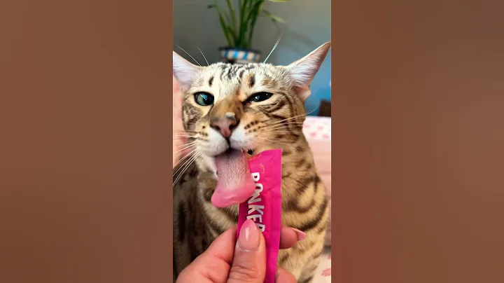 Watch the video about #gangstasparadise #tupac #cat #cutecat #funnycats #funny #cats #bengal #trending #trendingshorts