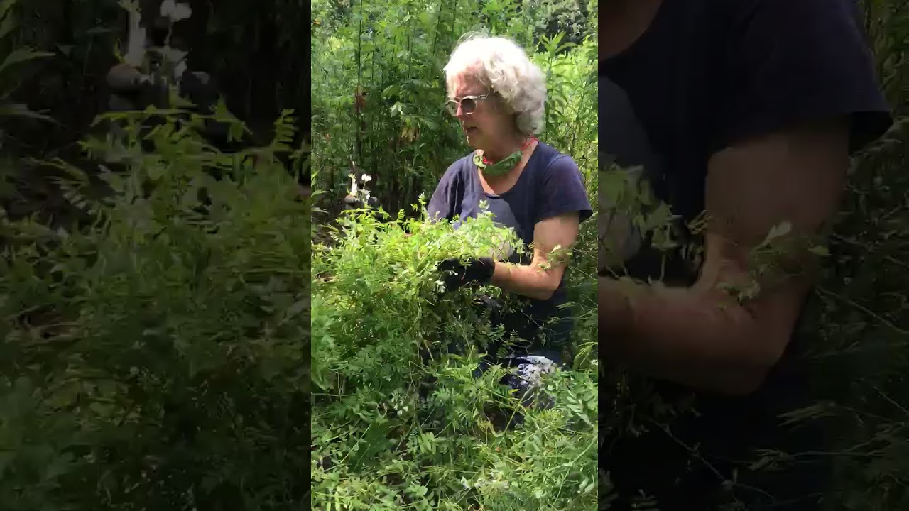 Crown Vetch Removal -  DIY directions