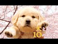 優里 レオ MAD