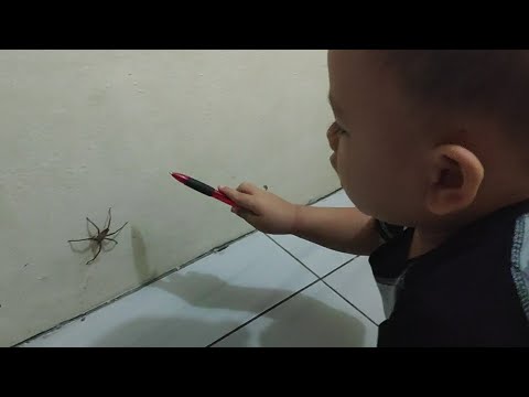 Menangkap Laba-Laba, Baby vs Spider