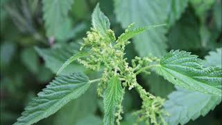 Stinging Nettle (Nettles) for Arthritis and Pain Relief, Seasonal Allergies and More