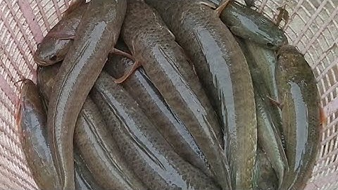 đẩy côn mùa nước nổi ở miền Tây vào ngây ổ cá lóc bự quá đã