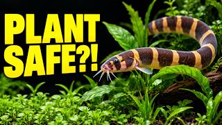 These Fish Won’t Destroy Your Aquarium Plants
