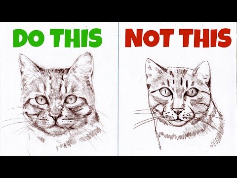 Sketching Animals: How to Draw a Realistic Cat