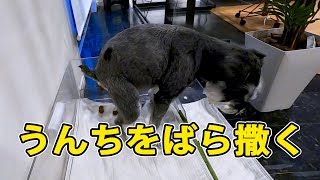 あちこちにうんちをばら撒く、陸。【ミニチュアシュナウザー】