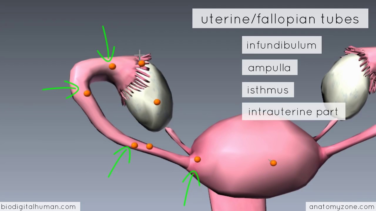 Introduction to Female Reproductive Anatomy 3D Anatomy... - youtube
