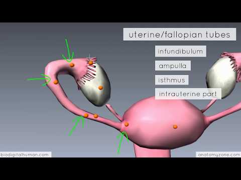 Video Introduction to Female Reproductive Anatomy 3D Anatomy... - youtube
