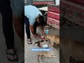 Mission Zero Hunger#viral #animalwelfare #streetdog #pets #vayamsarvadafoundation #love #shots #reel