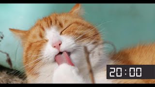 20 Minute Screensaver With Cute Cats | Cat Meow Alarm Sound