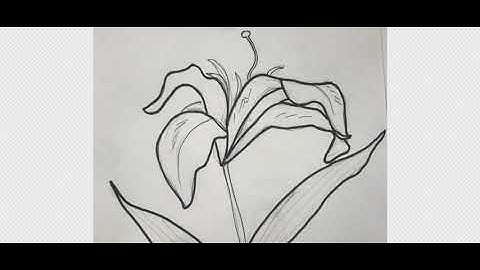 Still Life Contour SUM Steps 3-5