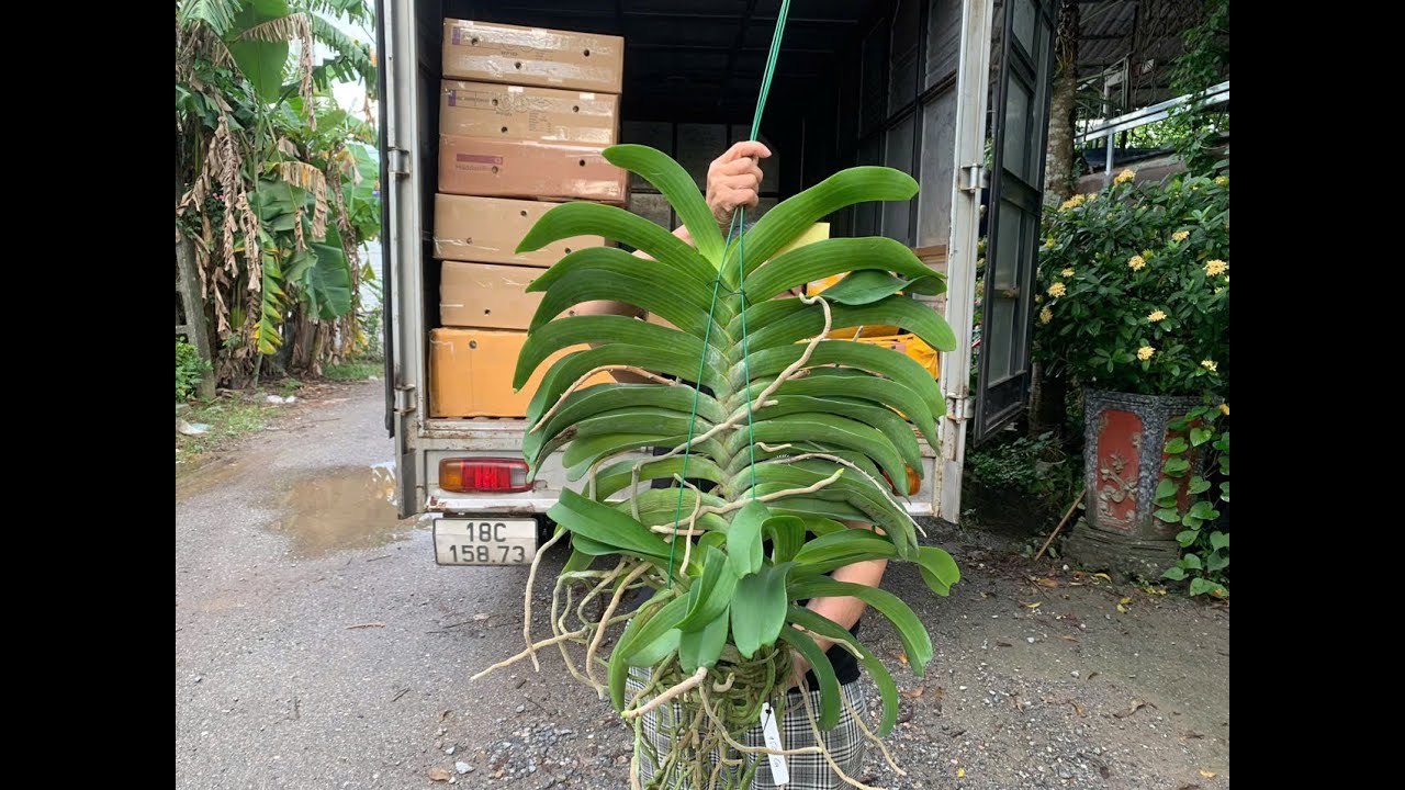 Trâu thái giá rẻ...0981550768