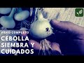 CEBOLLA: Siembra Crecimiento y Cuidado | COMPLETO