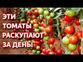 Самые урожайные томаты. Топ урожайных томатов 2021. Гибриды томатов. Обзор сортов 2021.