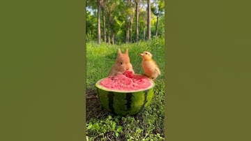 #القرآن_الكريم تلاوه هادئه #holy_quran