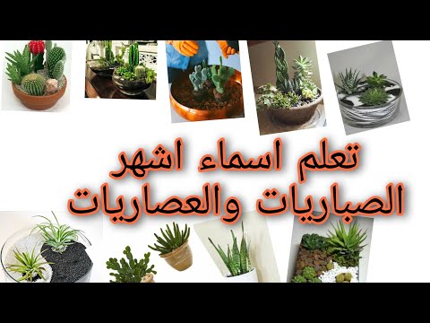 فيديو: الأغاف (44 صورة): كيف يبدو النبات؟ هل هو صبار أم لا؟ رعاية الزهور الداخلية في المنزل