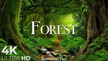 Forest 4K • Nature Relaxation Film • Peaceful Relaxing Music • 4k Video UltraHD