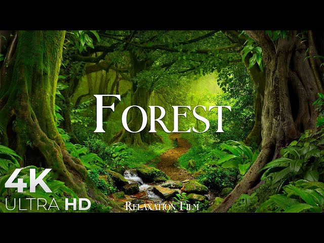 Forest 4K • Nature Relaxation Film • Peaceful Relaxing Music • 4k Video UltraHD class=