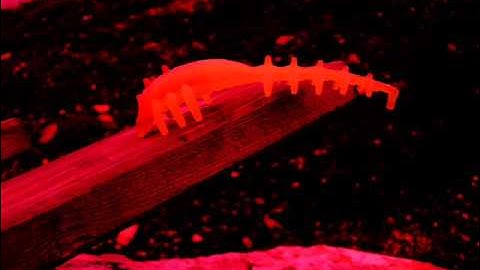 hero factory /brain attack :Pyrox transformation