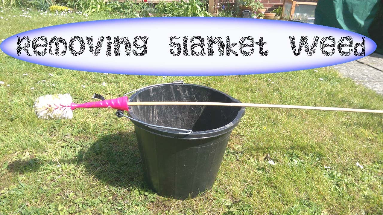How To Get Rid Of Blanket Weed In Pond at Eva Stgermain blog