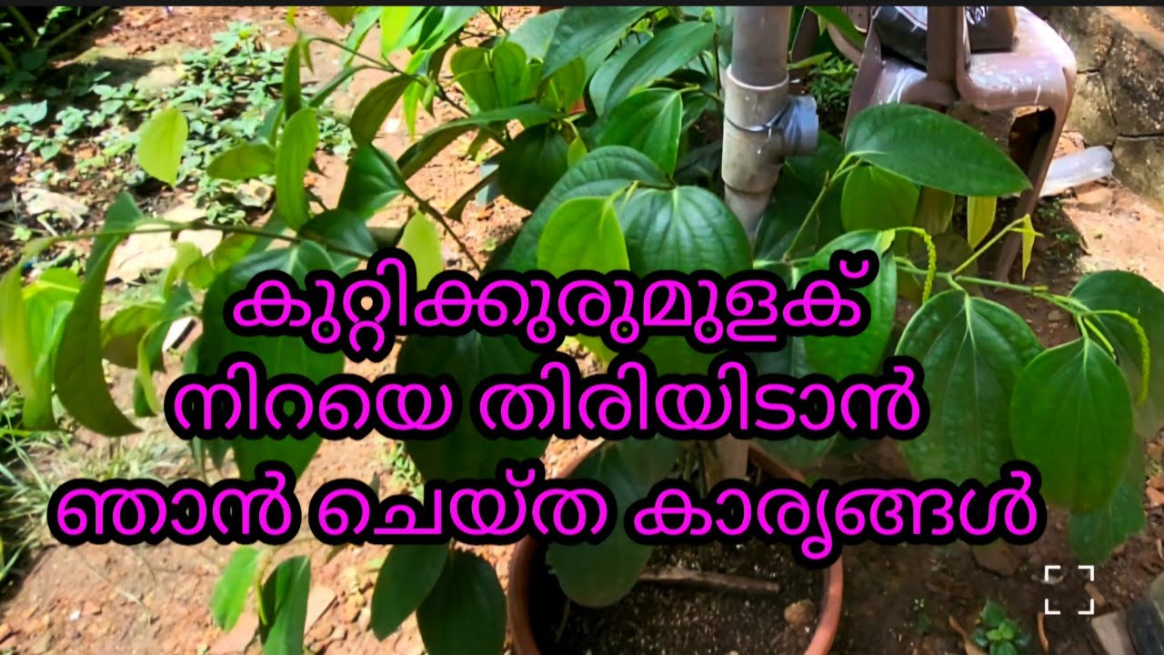 കുറ്റിക്കുരുമുളക് മടിയില്ലാതെ കായ്ക്കാൻ