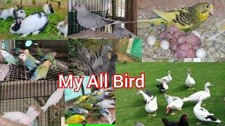 My All Bird / Bird farming in Assam / Pigeon Farming assam / Parrot farming assam / Talking Bird