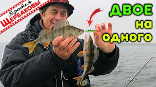 В Отвес За Стайным Окунем (Vertical Jigging)! Поразительно Эффективно, Просто И Очень Азартно!