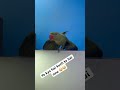 😳😳#like #parrot #birds #youtubeshorts #talkingparot #views #viralvideo #trending 🦜❤️💚