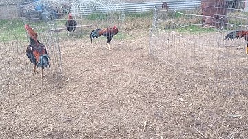 Kuv cov lau qaib 9 lbs nce