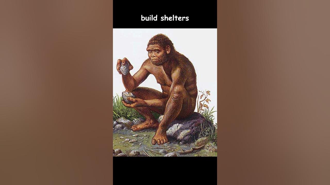 what-is-homo-sapiens-homosapien-human-evolution-youtube