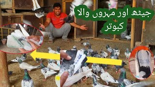 Mohor Waly kabotaro K Sath Kiya Kar Diya || اسطرح ہی کامیاب ہوتا انسان