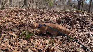 Medi Cat was a wild cat for the weekend by Medi Cat 299 views 2 years ago 2 minutes, 24 seconds