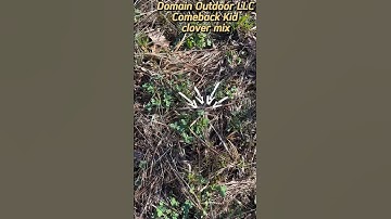 Young frost seeded clover starting to pop up in this cutover trail #deerhunting #clover #foodplots