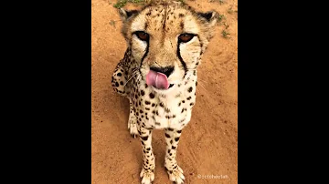 Cheetahs Meow Cuties World 