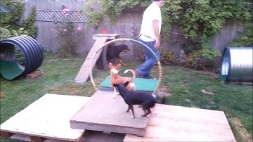 Rudy the Rottweiler and our Backyard Obstacle Course