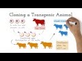 Transgenic Animals and Genetic Engineering Insights