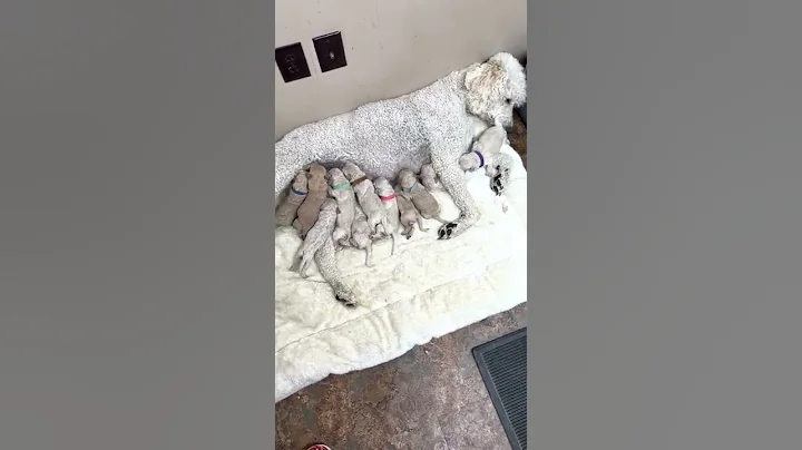 Gidget and babies