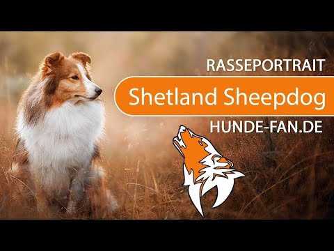 ► Shetland Sheepdog - Sheltie [2019] Rasse, Aussehen &amp; Charakter