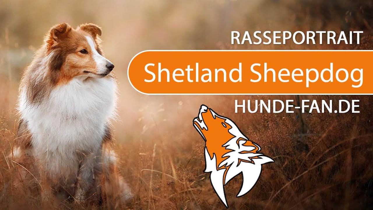 shetland sheepdog youtube