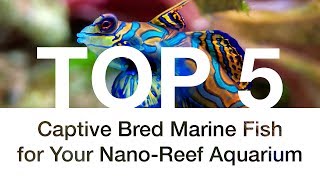 Top 5 Captive Bred Marine Fish for Your NanoReef Aquarium