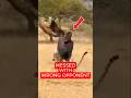 Animals That Messed With the Wrong Opponent… Instant Regret 😳