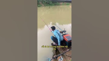 Có Nên Đi câu khi trời vừa mưa to không ? | Cá nổi tìm thức ăn khi trời vừa mưa Xong