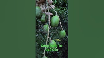 Công Dụng Từ Quả Cóc #bàithuốcdângan #sứckhỏe