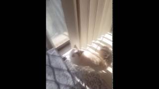 Do you think my cat sounds like Owen Wilson?