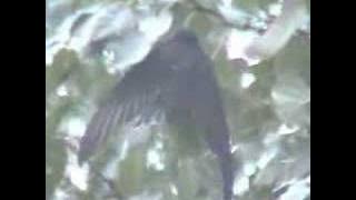 Apus apus Swift roosting in foliage. By Jan Holmgren