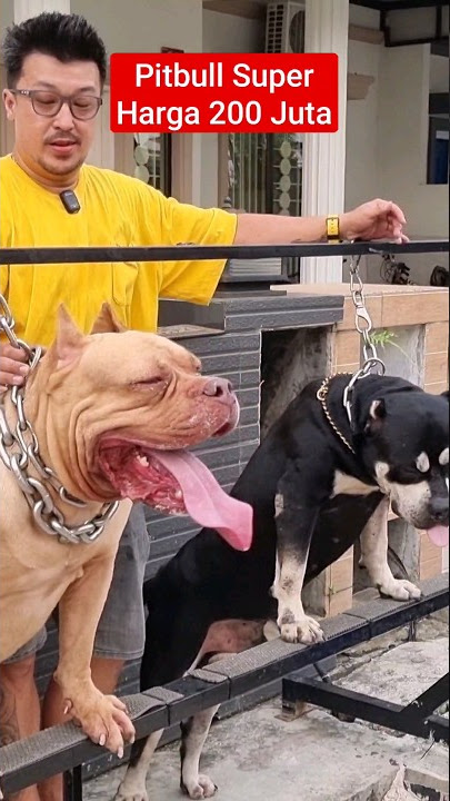 Pitbull Berotot Harga 200 Juta