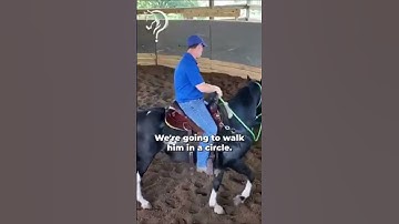 Quick Tips To Gain Confidence With Your Horse! | The Horse Guru-Michael Gascon