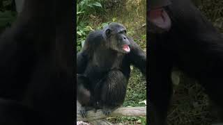 Bapak Simpanse Yang Gagah Dan Besarduduk Bersantai cuteanimals  simpanse  suarasimpanse